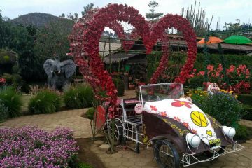 kebun begonia lembang